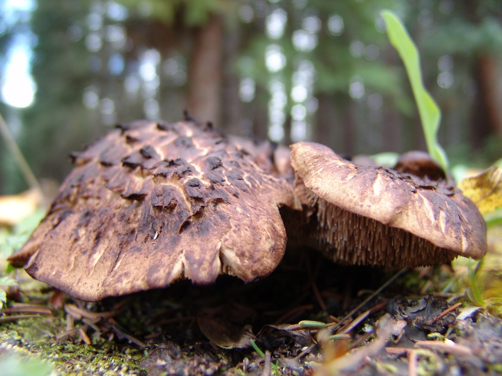 Burnt Mushroom